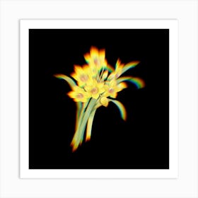 Prism Shift Chinese Sacred Lily Narcissus Tazetta Botanical Illustration on Black n.0197 Art Print