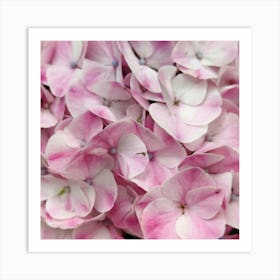 Pink Hydrangeas Art Print