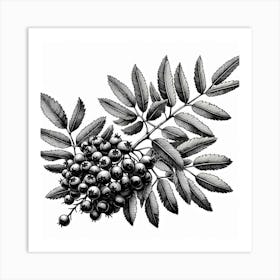 Rowan branch 2 Art Print