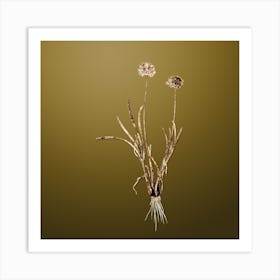 Gold Botanical Allium Carolinianum on Dune Yellow n.0441 Art Print