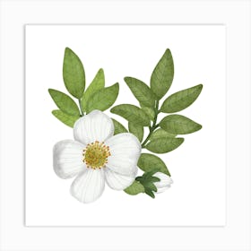 Evergreen Cherokee rose artwork Art Print