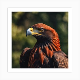 Golden Eagle Art Print