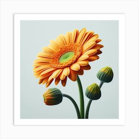 Transvaal Daisy Art Print