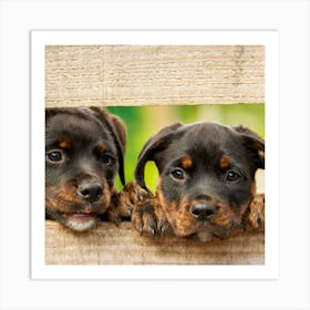 Two Rottweiler Puppies Art Print