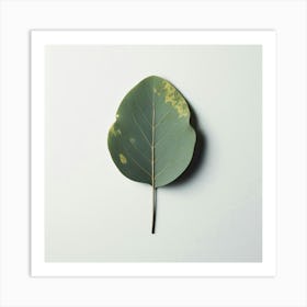 Eucalyptus Leaf 13 Art Print