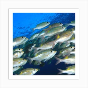 Fish in see Art Print