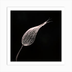 Dandelion 1 Art Print