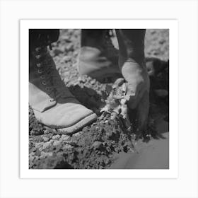 Malheur County, Oregon, Japanese American Worker Transplanting Celery Plant By Russell Lee Art Print