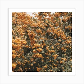 Orange Flower Bush Square Art Print