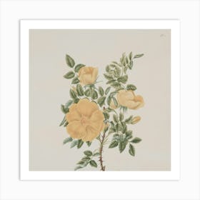 Yellow Roses Art Print