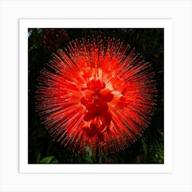 Firefly Explosion, Red, Orchids, Vibrant, Colorful, Floral, Dynamic, Dramatic, Vivid, Petals, Burst, (8) Art Print