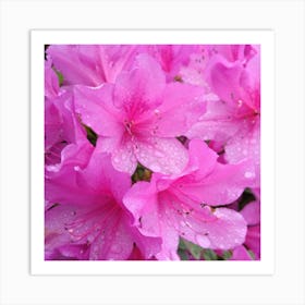 Pink Azaleas 2 Art Print