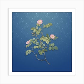 Vintage Sweetbriar Rose Botanical on Bahama Blue Pattern n.1964 Art Print