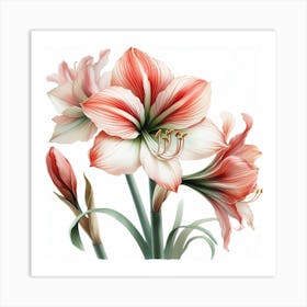 Amaryllis 4 Art Print