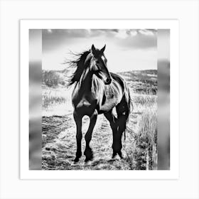 Black And White Horse Art Print