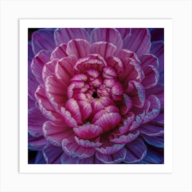 Dahlia 1 Art Print