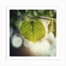 Green Leaf On A Branch Art Print