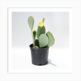 Cactus Art Print