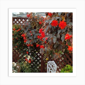 Begonias 7 Art Print