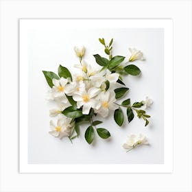 White Jasmine Flowers On White Background 1 Art Print