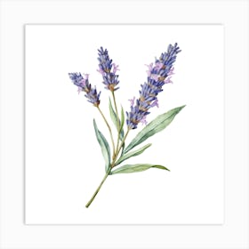 Lavender Flower Watercolor Painting Art Print