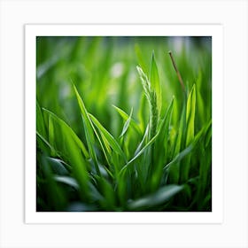 Grass Plant Texture Green Detail Nature Fresh Beautiful Summer Natural Spring Ecology Be Art Print