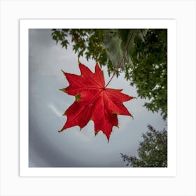 A Striking Photo Of A Vibrant Red Maple Leaf Art Print