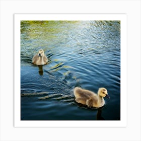 Swans Swimming In The Pond Art Print