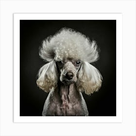 Poodle Portrait Art Print