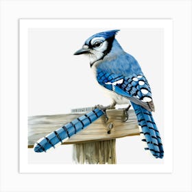 Blue Jay 2 Art Print