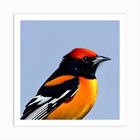 Oriole Art Print