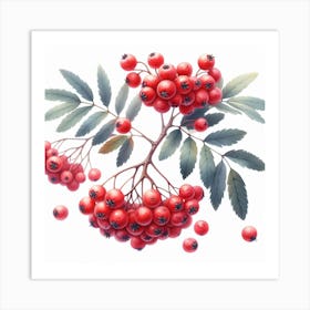 Rowan berries 5 Art Print