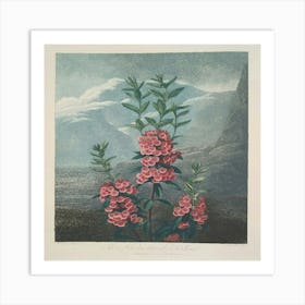 Narrow Leaved Kalmia (1799–1807) Art Print