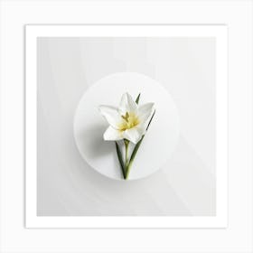 White Lily Art Print