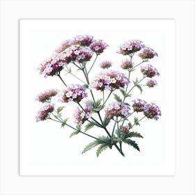 Flower of Verbena Art Print