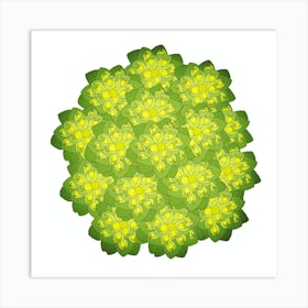 Euphorbia Art Print