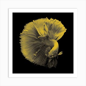 Yellow Betta Fish in my Line Illustration Art Print