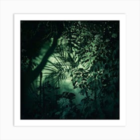 Firefly Moody Floral Shadows Dark, Atmospheric Floral Scenes With Deep Shadows Poster