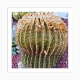 Cactus 12 Art Print