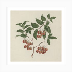 Maytenus Arguta (Loes.) N. Robson, Luigi Balugani Art Print