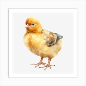 Chicken 1 Art Print