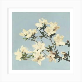 Azaleas 1 Art Print