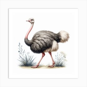 Ostrich 3 Art Print