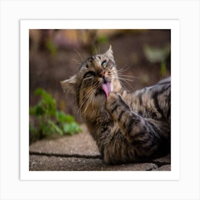 Cat Licking Its Tongue Art Print