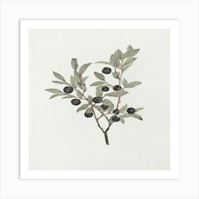 Olive Branch Art Print