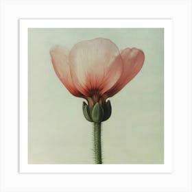 Pink Poppy Art Print