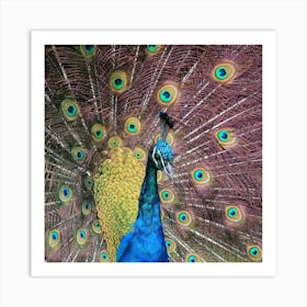 Proud as a purple peacock Art Print