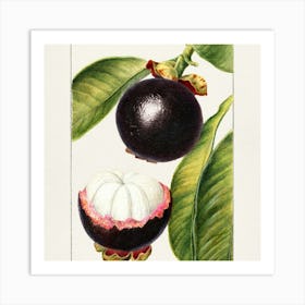 Guava Fruit Art Print