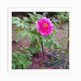 Peony in Japan 10 Art Print