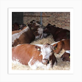 Cows In Hay Art Print
